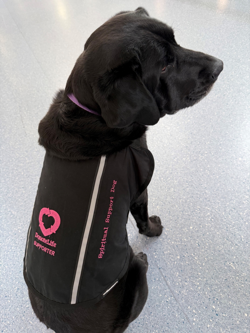 A black support dog wearing a black vest with pink and white lettering. The vest features the DonateLife heart logo and the words ‘DonateLife Supporter’ and ‘Spiritual Support Dog.’ The dog is sitting on a speckled blue-grey floor, facing slightly away from the camera.