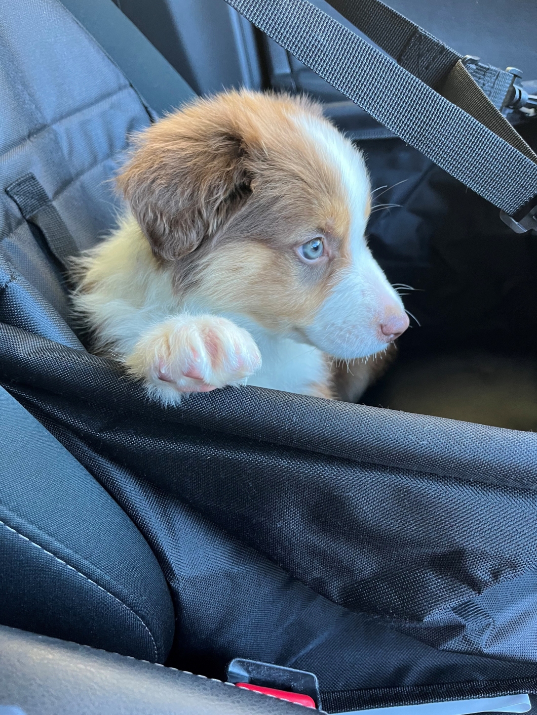 A small tan-and-white puppy with light blue eyes resting in a fabric car seat or carrier, one paw draped over the edge, looking to the side, with a seatbelt strap visible in the background.